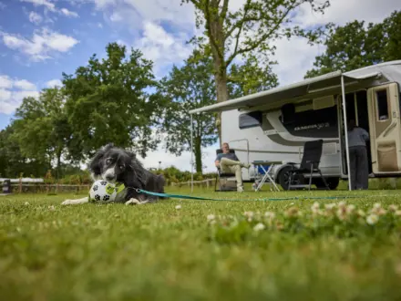 Kampeerplaats Comfort met huisdier en speelelement 6