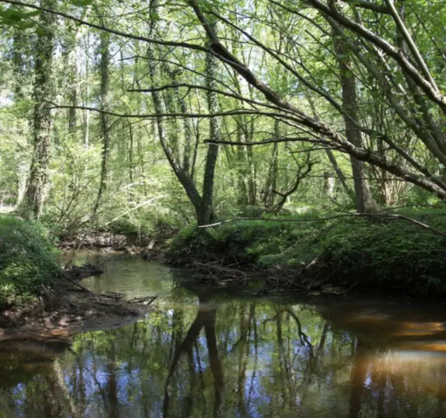 Natuurgebied leudal